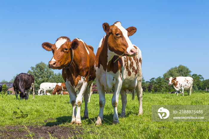 A group of curious brown spotted Dutch cows outside on a meadow