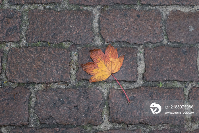 Herbstliches Laubblatt liegt einsam auf dem nassen Kopfsteinpflaster