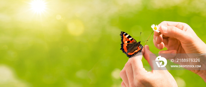 Gänseblümchen in den Händen vor grünem Hintergrund