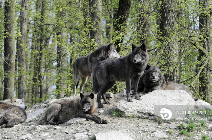 Timberwölfe (Canis lupus lycaon) , captive, Baden-Württemberg, Deutschland, Europa