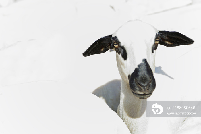 Flock of sheep of the churra breed (an ancient Iberian breed from Castile and Leon), Spain