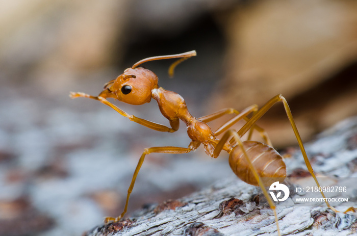 red ant stand on tree bark same as leader chief and looking for