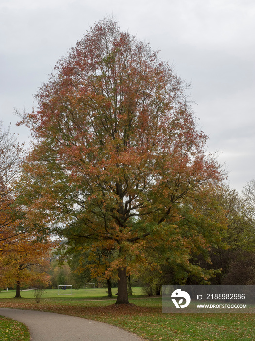 Chênes des marais ou chênes à épingles (Quercus palustris) aux couleurs dAutomne.