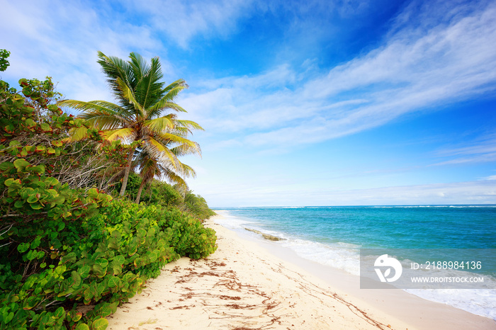 Exotic beach with palm trees in Caribbean. Cap Macre Beach, in search of tranquility, near Anse Mich