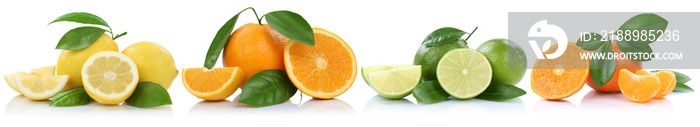 Sammlung Orangen Zitronen Mandarinen Früchte in einer Reihe Fre