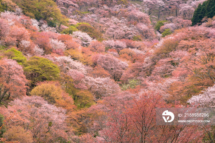 吉野山の桜