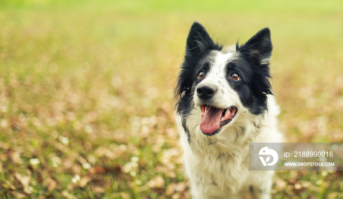 黑白边境牧羊犬在外面长时间玩耍后气喘吁吁