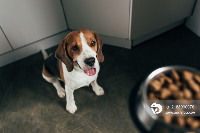 可爱的小猎犬看着盛有宠物食品的碗