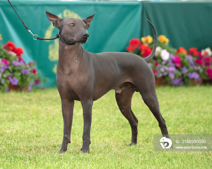 墨西哥无毛犬Xoloitzcuintle