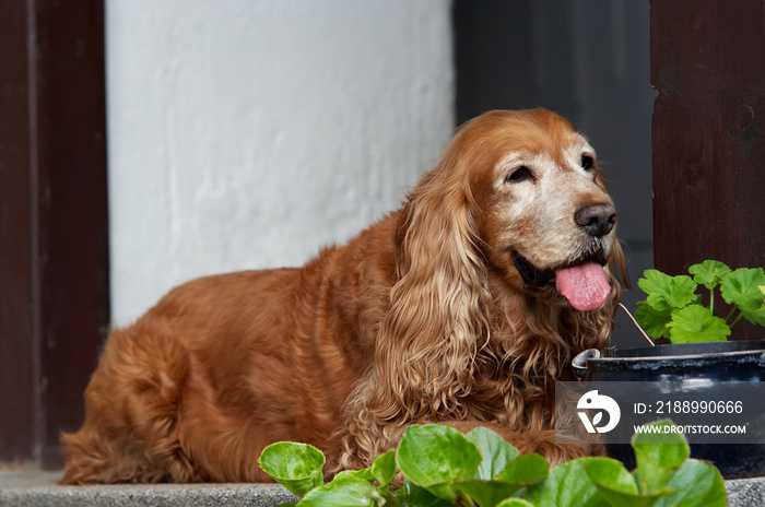 Older resting Cocker Spaniel