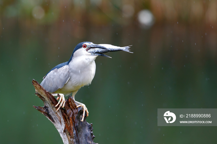 Black-crowned Night Heron (Nycticorax nycticorax) on a branch eating a big fish