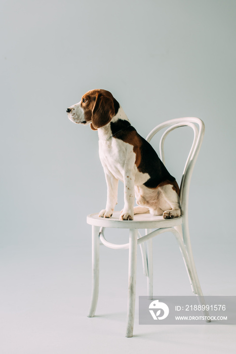 cute beagle dog sitting on white chair on grey background