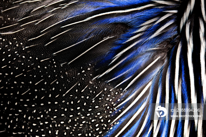 Detailed texture of white and blue pheasant feathers