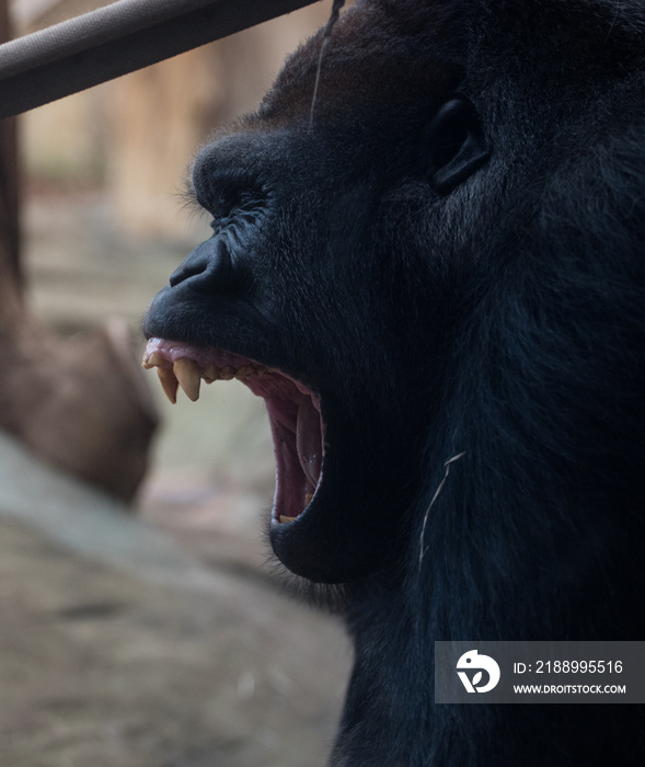 A roaring gorilla showing the teeth of a very dangerous monkey