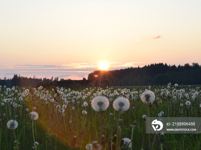 夕阳下的蒲公英花草地