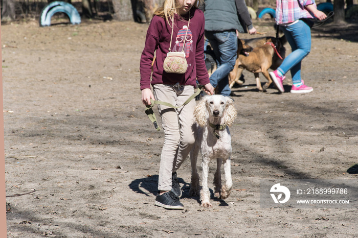 Dog training. A group of people training their dogs in obedience.