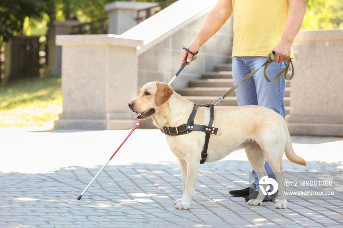 导盲犬在城市里帮助盲人