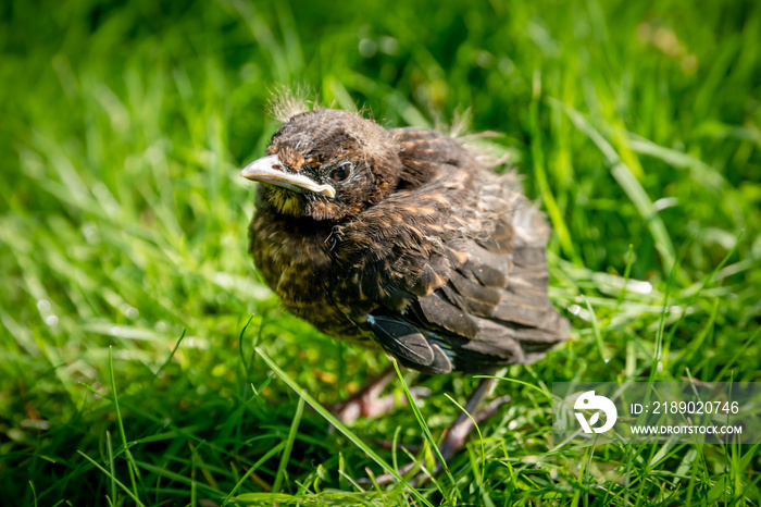 A fledgling blackbird chick in grass in the sun with open eyes