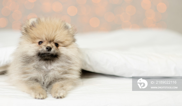 Pomeranian spitz puppy  lies under white warm blanket on a bed at home. Empty space for text