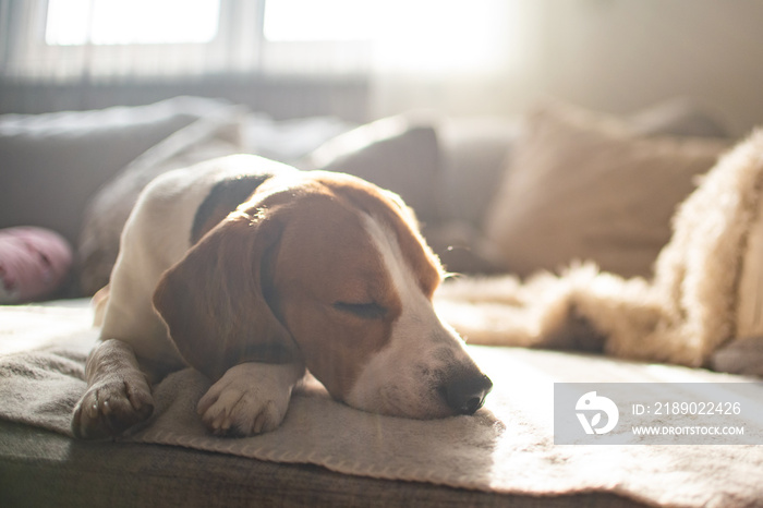 Beagle dog tired sleeps on a cozy sofa, couch, sun falls through window