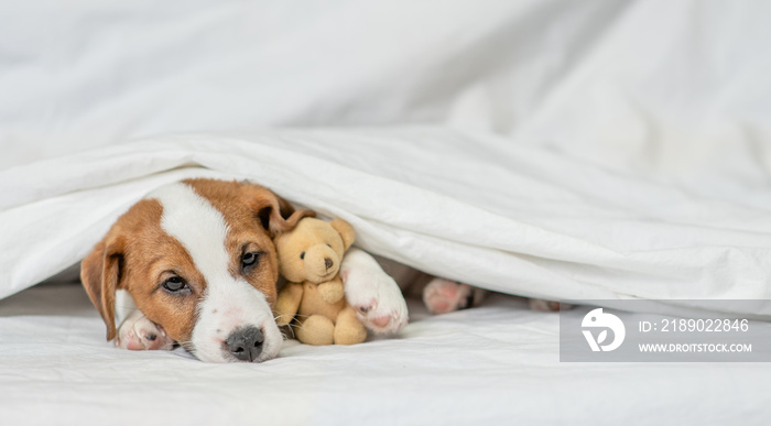 Sick jack russell terrier puppy hugs favorite toy bear and lies under white warm blanket on a bed at