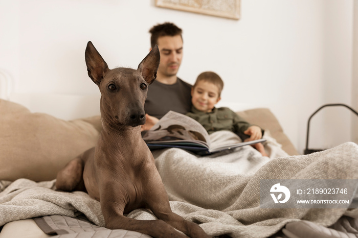 狗是家庭成员。墨西哥无毛，xoloitzquinte。家里床上的成年狗，和男人和我在一起