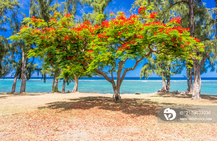 Flamboyant sur plage de Saint-Leu, île de la Réunion 