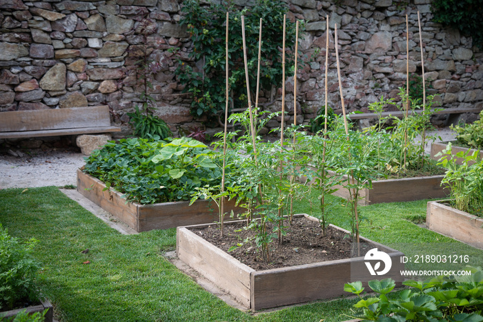 新鲜香草和蔬菜花园中的木制凸起床