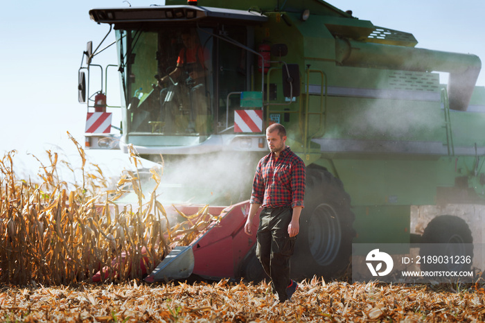 Harvesting of corn field with combine