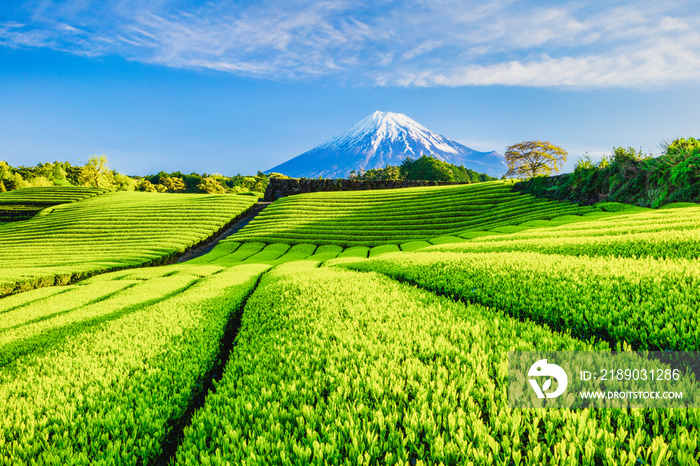 富士山と茶畑