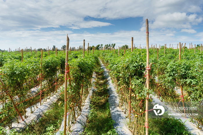 tomato field on summer day