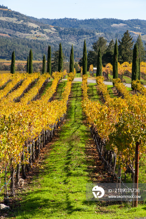 Vineyard Landscape in Napa Valley