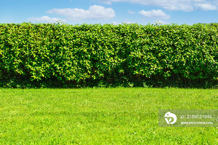 Summer garden landscape - a green lawn and a big hedge on a blue sky background with copy space