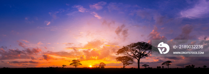 日落时非洲的全景剪影树。落日余晖下的剪影。o上的深色树