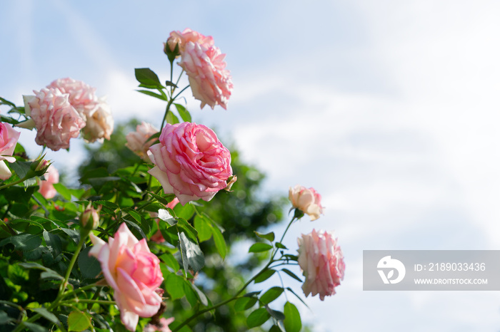Wide web banner with roses