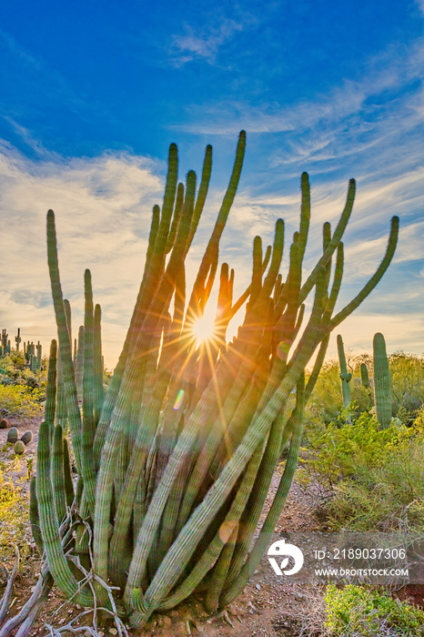  Organ Pipe Cactus Sunset 