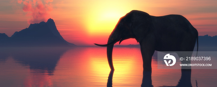 elephant and sunset