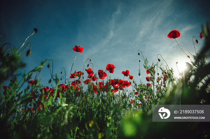 Sky. Nature background. Poppy flowers. Summer rest and relax.