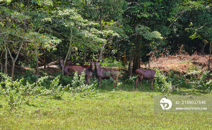 Group of Sambar Deers grazing in Periyar national park, Kerala, South India