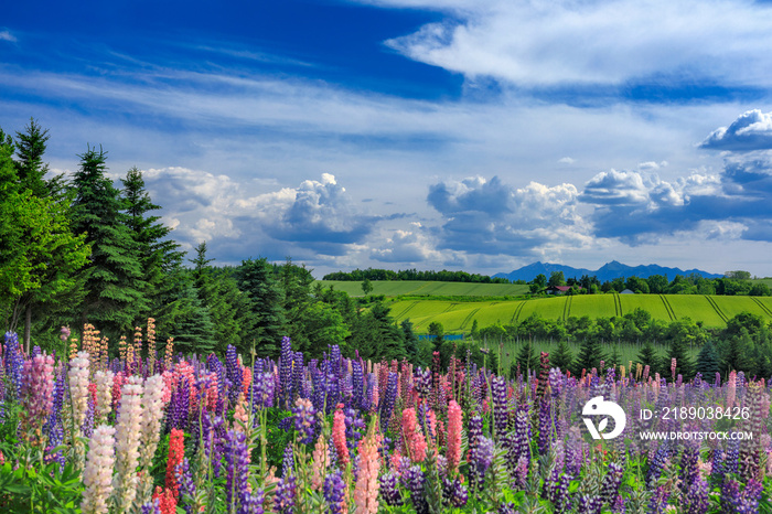 北海道・上富良野町 初夏の花畑の風景