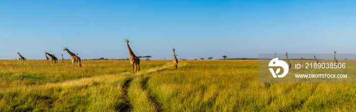 A panoramic view on a big group of giraffes in the Masai Mara