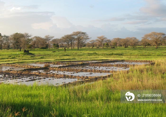 A landscape near of Diouloulou with rice crops in the region of Casamance, Senegal