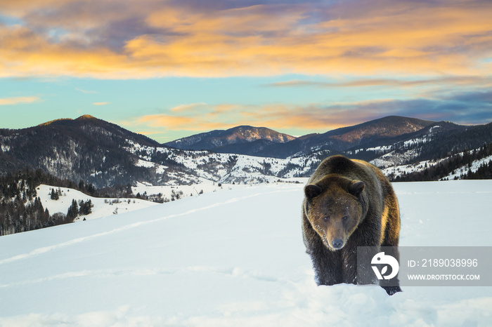 brown bear on a background of snowy mountains. Carpathian mountains