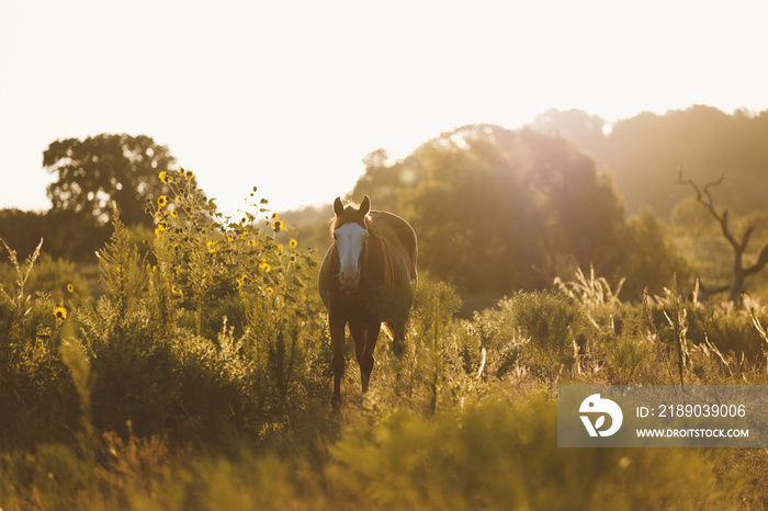 Horse in farm grass during sunrise with bald face looking at camera from Texas landscape.