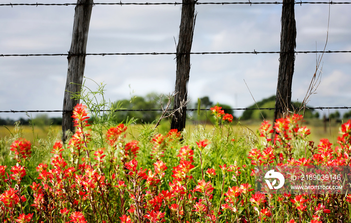 红色画笔花朵和老式铁丝网围栏的乡村背景，德克萨斯州乡村