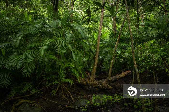 热带丛林，拥有不同树木的热带雨林。