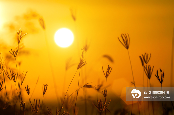 Grass flowers sunset