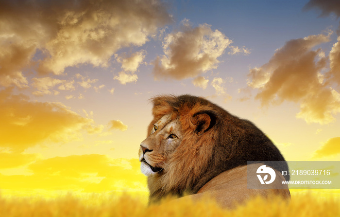 Big male lion on the savannah at sunset.
