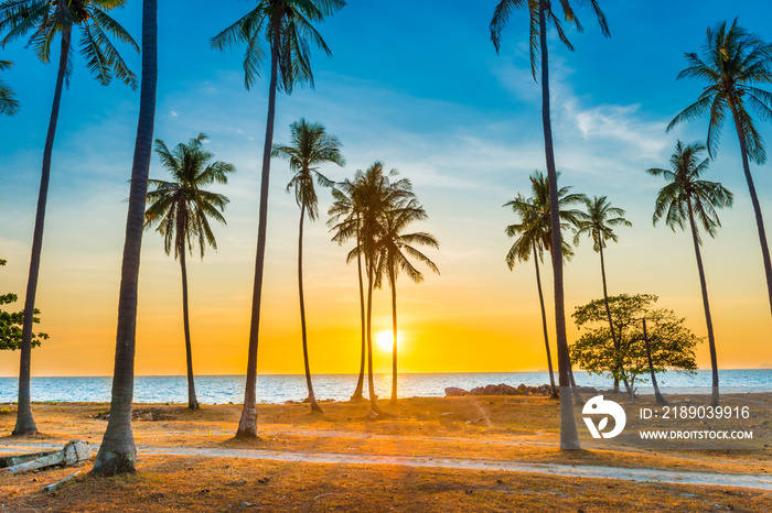 海滩上棕榈树的日落，热带海岛上棕榈树景观