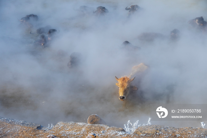 Animals are taking bath with boys at geothermal pool in Bitlis Province of Turkey